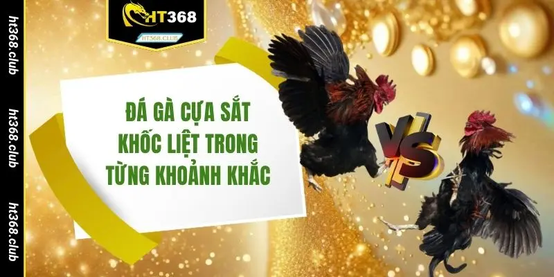 Đá gà cựa sắt khốc liệt trong từng khoảnh khắc