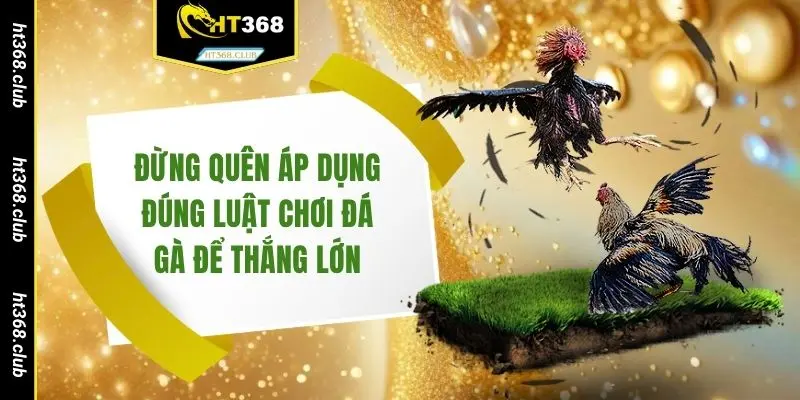 Đừng quên áp dụng đúng luật chơi đá gà để thắng lớn